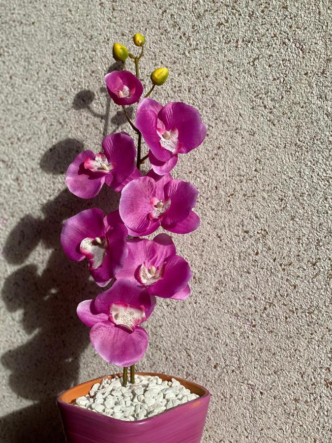 Apartment Orchid 021 Novi Sad Extérieur photo